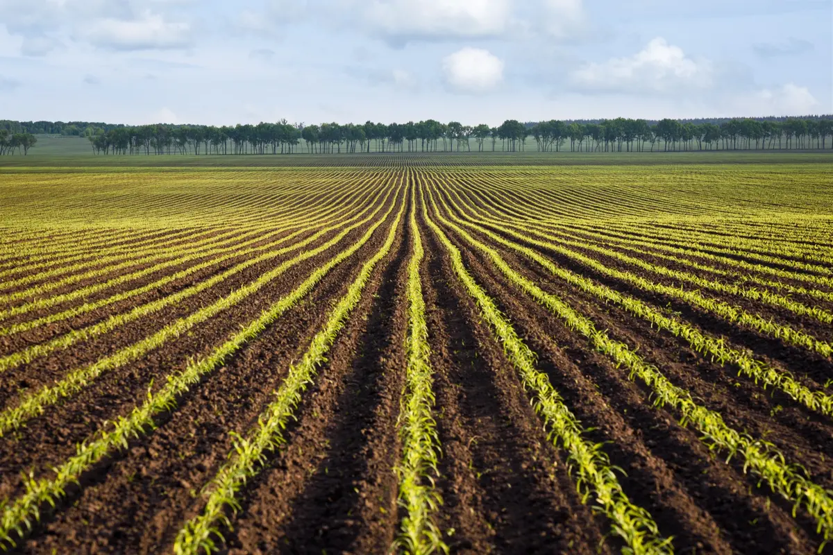 Rows of young green plants in a tilled field, a picture of classical language learning preparing the ground