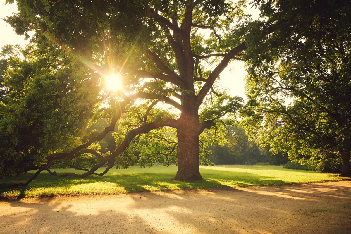 Sunlight breaking through the spreading branches of an old oak, a picture of the tree of wisdom and the seven liberal arts