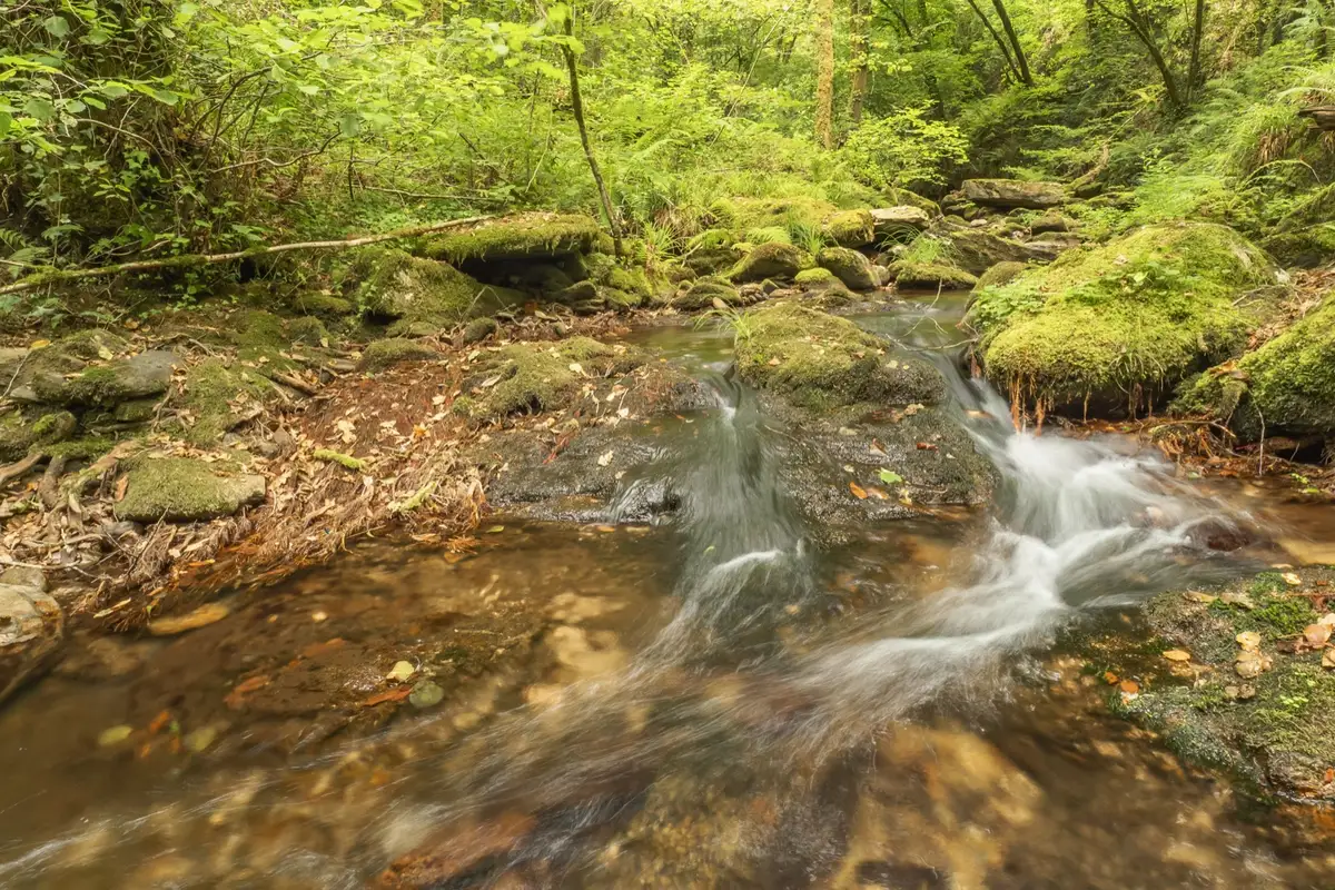 Clear stream tumbling over mossy rocks in a green forest, Amos's picture of what biblical justice is