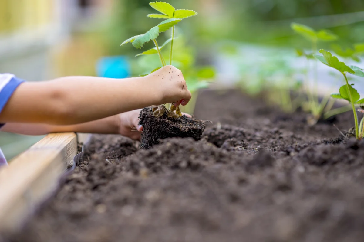 Child's hands setting a young seedling into dark garden soil, preparing the ground for virtue and human flourishing