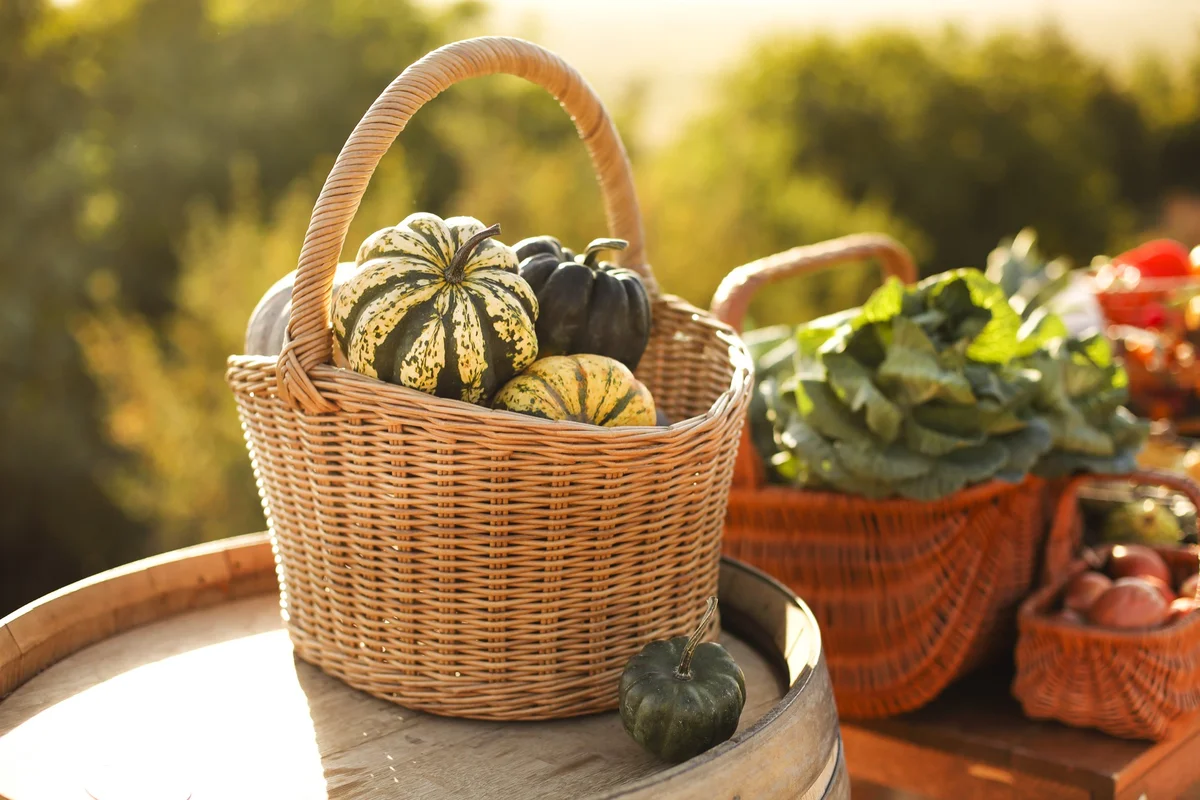 Wicker baskets of squash and garden vegetables glowing in autumn sun, a harvest picture of assessment in classical education