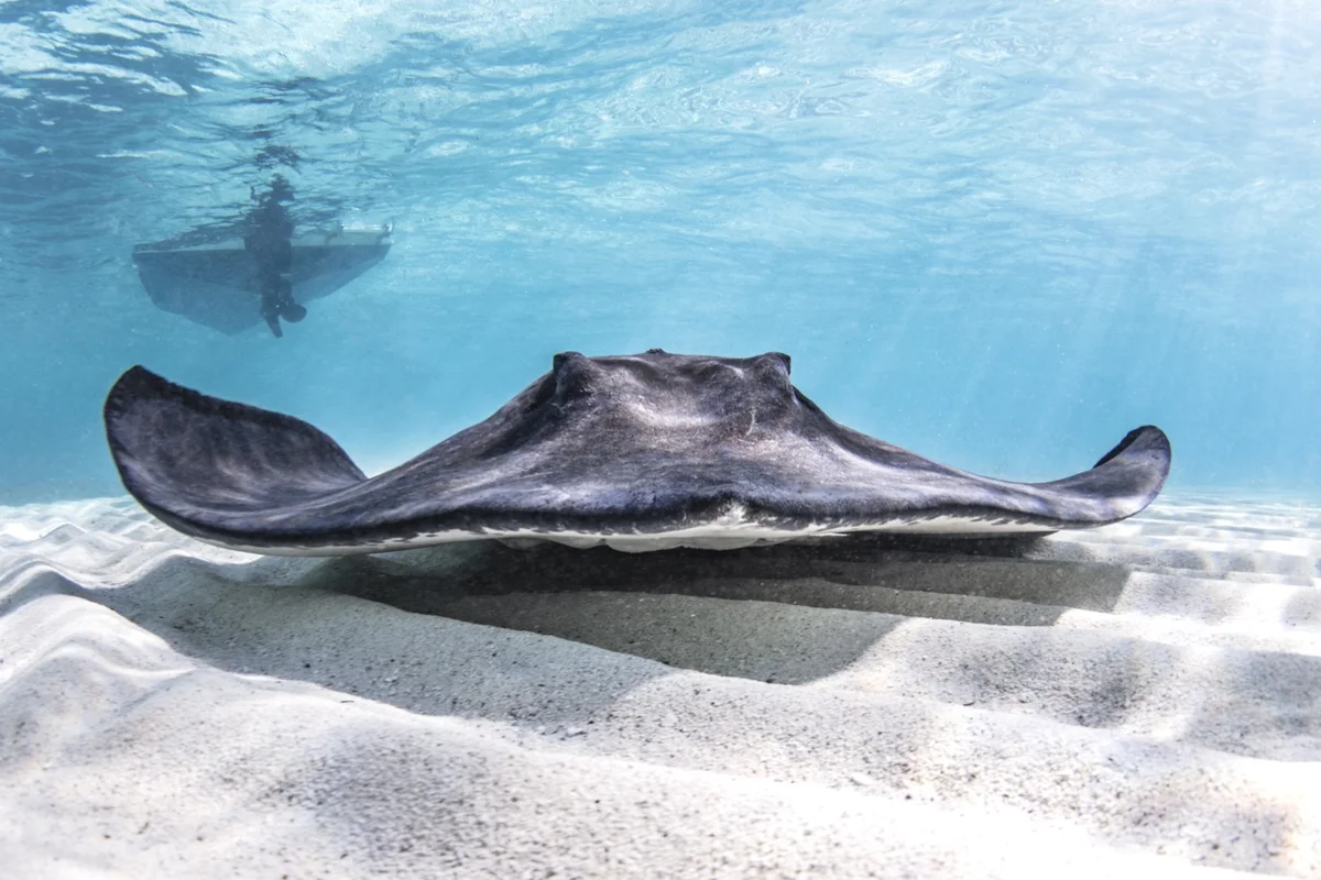 Southern stingray gliding over white sand in clear blue water, the creature Socrates was compared to in debate